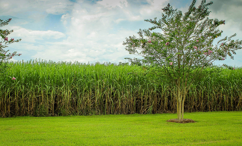 廣西積極探索甘蔗生產全程機械化模式